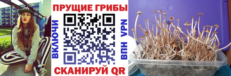 Псилоцибиновые грибы Cubensis  Купить где  Каменск-Шахтинский 